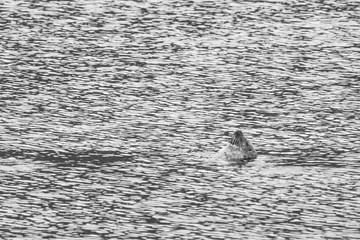 Seals on north of Iceland