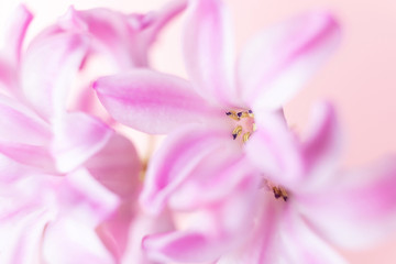 Fototapeta na wymiar Petal of pink hyacinth on a pink background. Macro photo. The concept of a holiday, celebration, women's day, spring. Background natural image, suitable for banner, postcard.