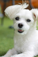 Happy puppies in a private playground