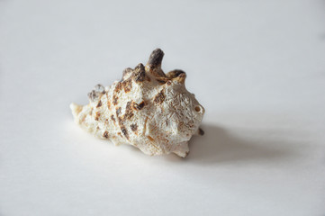 sea shell on a light background.