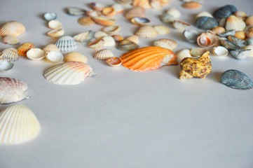 sea shell on a light background.