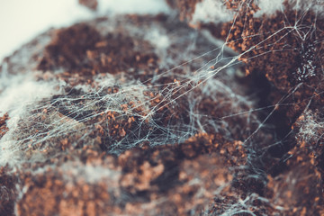 Fungus on old coffee ground for the background.