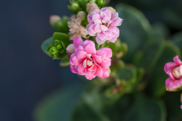 Pink longevity flower ， longevity flower， kalanchoe blossfeldiana