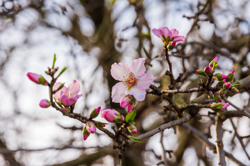 Pink almond flower on the branch of almond tree. 