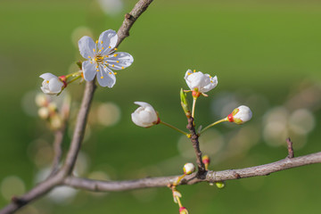Cherry blossom