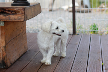 Happy puppies in a private playground