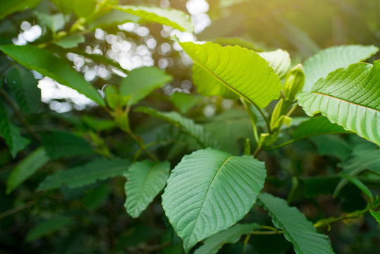 Kratom leaves are herbs that can be extracted.
