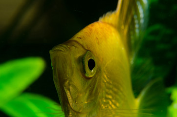 Pterophyllum scalare
