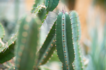 Detail cactus in the Botanic Garden