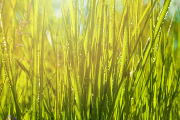 Green grass with green bokeh background after rain