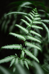 Fototapeta premium Fern Green Leaves at your home Garden