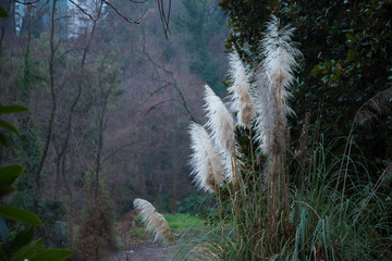 Obraz premium Pampas Grass in garden. Cortaderia selloana, commonly known as pampas grass.