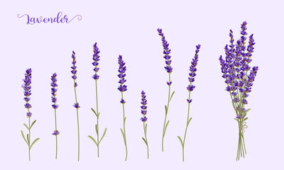 Fresh cut fragrant lavender plant flowers bunch and single 8realistic icons set isolated vector...