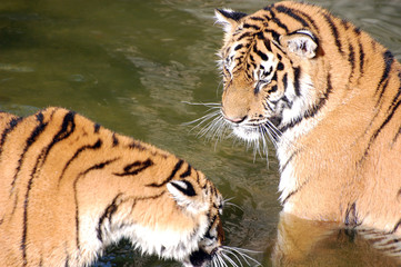 Tigers play in the water