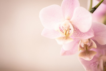 Orchideenblüten in rosa pink mit Freiraum
