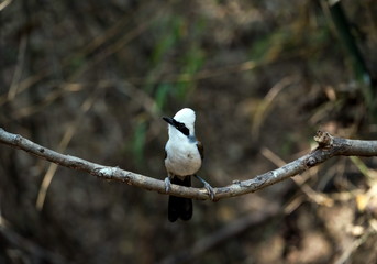 White-crested Laughingthrush