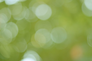 Background Green Olive Bokeh