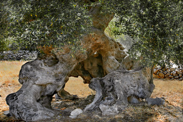 Olivenbaum (Olea europaea) alter Baum, Insel Kreta, Griechenland, Europa