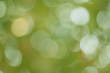 Background Green Olive Bokeh