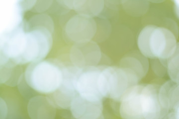 Obraz premium Background Green Olive Bokeh