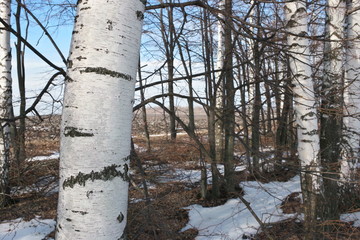  trunks of birch trees on snow 