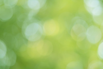 Fototapeta premium Tło Zielona Oliwka Bokeh