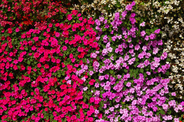  flowers background on full screen