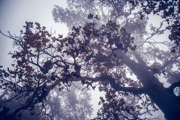 Mysterious forest with a view of coming fog. Indian magic Himalayas mountains in Dharamshala Treck...