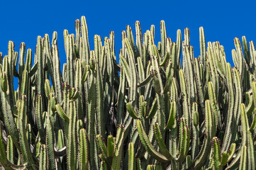 Cacti covering most of the image against blue sky © Stefan Wolny