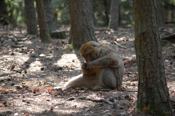 Un mono  entretenido
