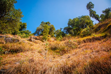 dry grass and stones on a hill. Himalayas mountains in Dharamshala Treck to Triud. 