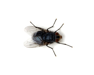 fly isolated on a white