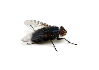  fly on a white background