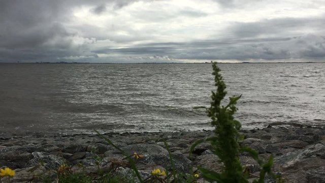 Stony North Sea Shore in East Frisia (Ostfriesland), North Germany, with a view on the Netherlands and flowers in the foreground in windy weather
