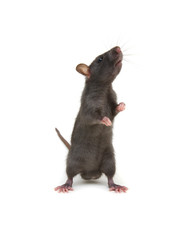 Rat standing on hind legs on white