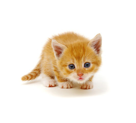 Little beautiful funny kitten on white © Alekss