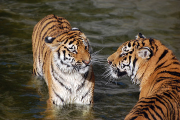 Fototapeta na wymiar Tigers play in the water