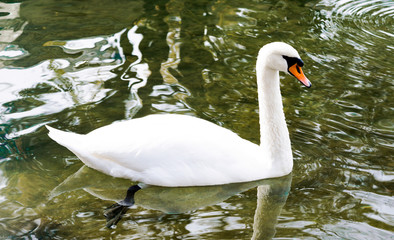 A white swan swims on a lake