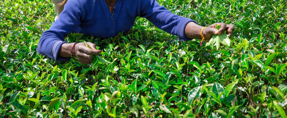 Nuwara Eliya,SRI LANKA  Female tea picker in tea plantation 