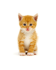 Obraz premium Striped cat with tongue out.