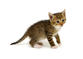 Obraz premium Cut baby tabby kitten on white