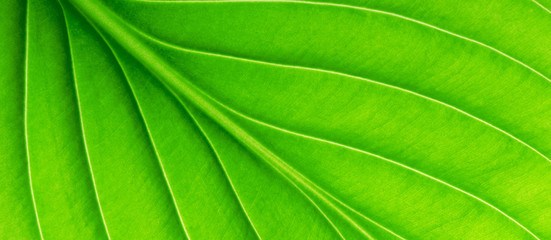  green leaf as background