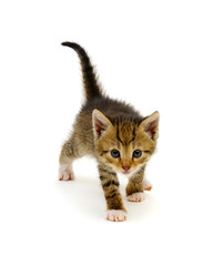 Playful kitten isolated on white