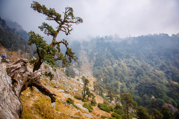 Mysterious forest with a view of coming fog. Indian magic Himalayas mountains in Dharamshala Treck to Triud. 