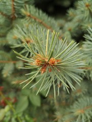 Naklejka na ściany i meble Orange cones between the needles on a spruce branch