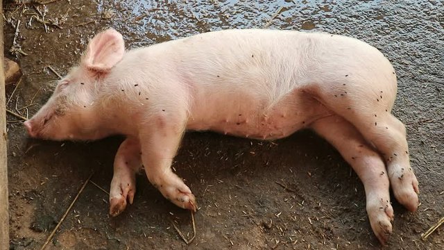 Pigs that are infected with this disease for the first time will have symptoms of dizziness, loss of appetite, a lot of headaches and shaggy, very interesting. There may be muscle cramps or causing ba