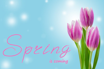 Spring background with tulip and lettering