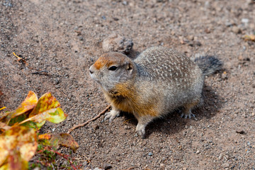 American gopher - Arctic squirrel.