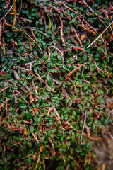 Ivy vine on the stone wall close up