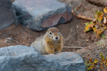 American gopher - Arctic squirrel.